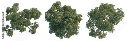 Photos Eucalyptus robusta tree plan, top view, cutout, transparent background, isolate, Aerial view of lush green forest canopy with abundant foliage and vibrant natural landscape