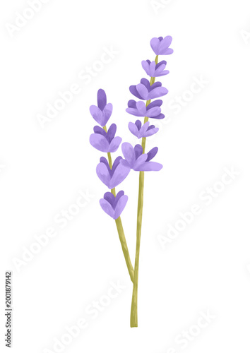 Lavender with two stem.