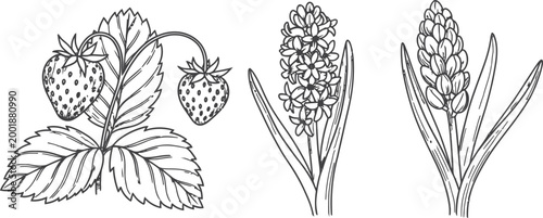 Vintage botanical illustration of hops flowers detailed sketch silhouette