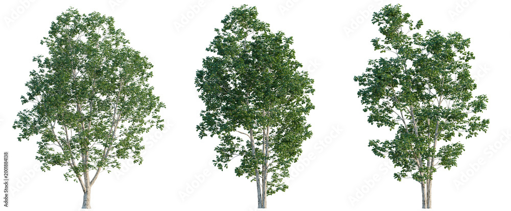Fototapeta premium Betula platyphylla tree, elevation, front view, cutout, transparent background, isolate, Delicate cherry blossoms branch detail, springtime floral pattern, elegant pink blossom closeup