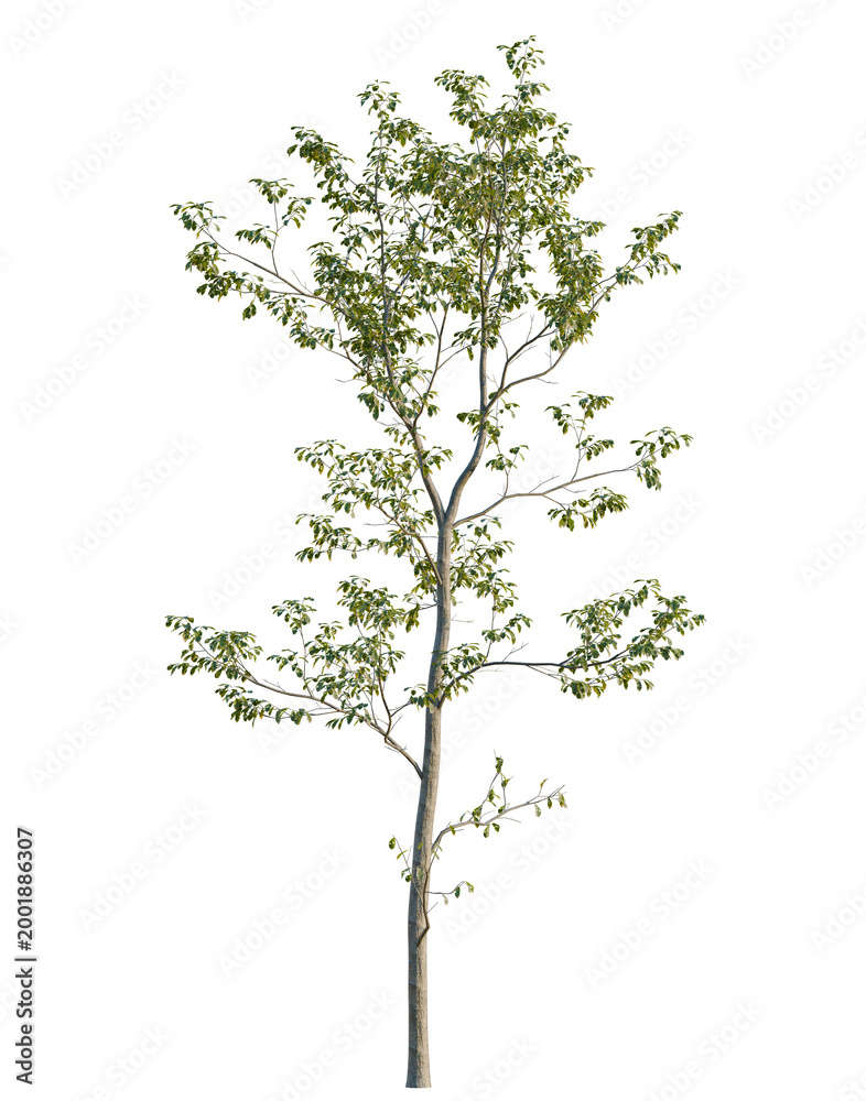Obraz premium Cyclobalanopsis glauca tree, elevation, front view, cutout, transparent background, isolate, Single tree with green leaves, detailed branch structure, natural landscape, peaceful scenery