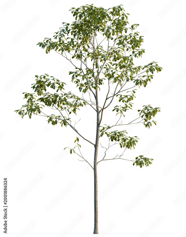 Obraz premium Cyclobalanopsis glauca tree, elevation, front view, cutout, transparent background, isolate, Green leaf texture, close up of plant foliage, nature background, spring concept