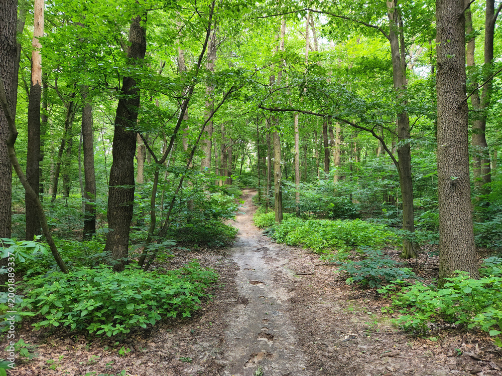 Fototapeta premium Path through the foliage. A road through a dense forest