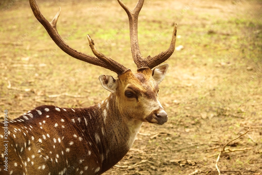 Fototapeta premium deer in the woods