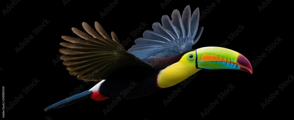 Fototapeta premium Isolated Keel-billed Toucan soars like a rainbow in the sky with its dazzling beak.