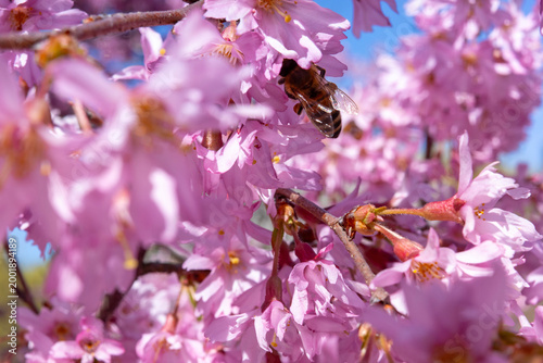 Quadro em tela A hard-working honeybee gathers nectar from delicate pink cherry blossoms under a clear blue sky, capturing the essence of a vibrant spring morning in full bloom