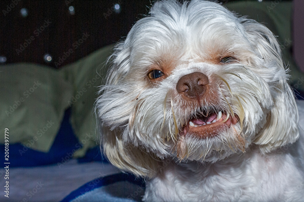Obraz premium Cachorro acordando 