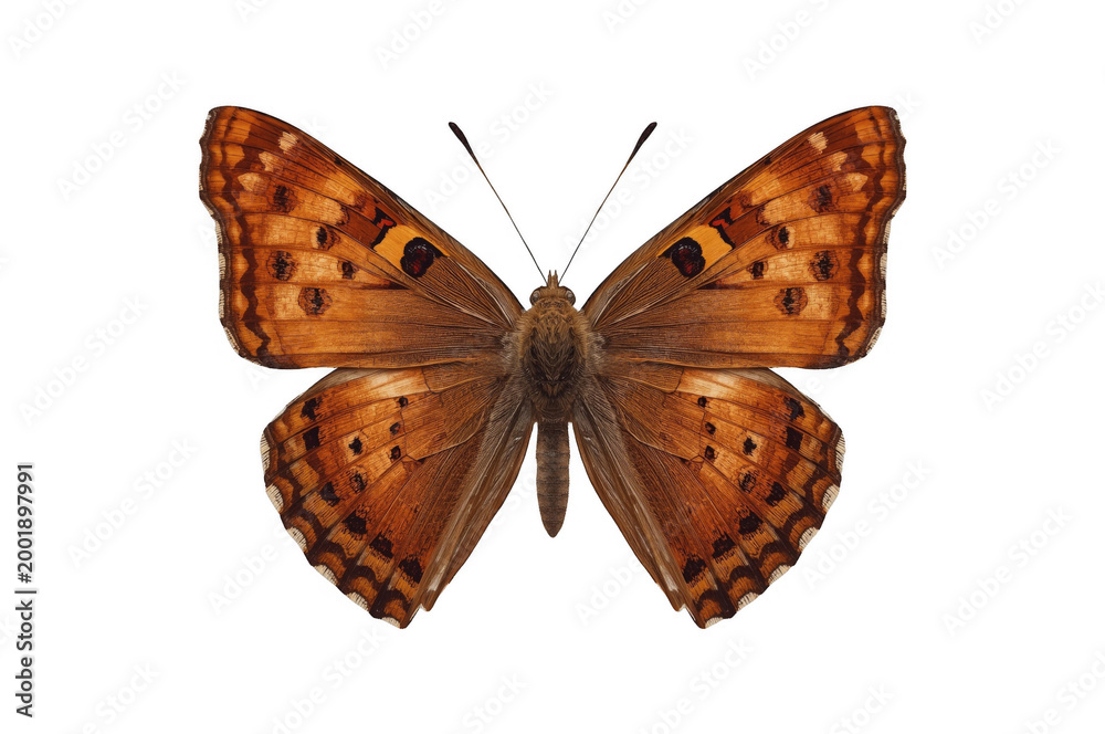 Fototapeta premium Orange brown butterfly with open wings transparent background