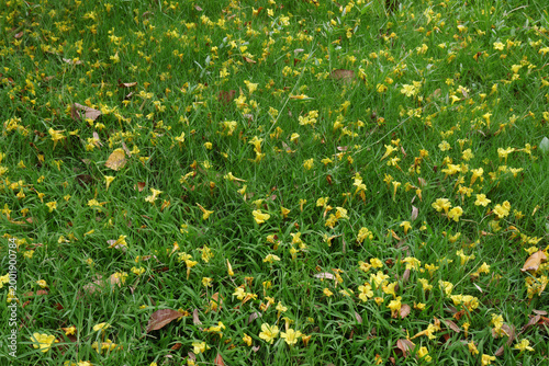 Fallen yellow flowers scattered across fresh green grass.