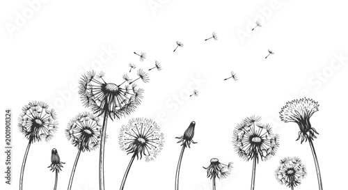 Dandelion Flowers with Floating Seeds in Botanical Nature Scene
