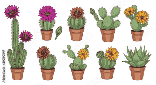 Flowering Cactus and Succulent Plants in Terracotta Pots for Desert Garden Decor