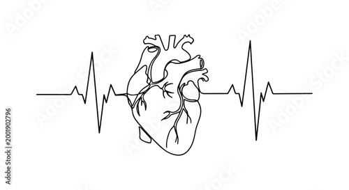 Human Heart and Electrocardiogram Line Art Vector