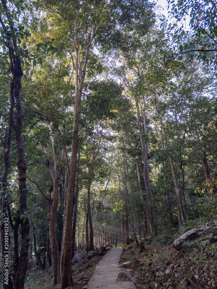 Fototapeta premium Tranquil concrete path winding through a sun-drenched, towering forest. Dappled light illuminates the lush canopy and tall tree trunks, creating a serene woodland escape.