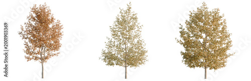 Foto Liquidambar formosana tree, elevation, front view, cutout, transparent backgroun