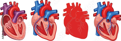 Detailed Vector Illustration of Human Heart Anatomy Showing Different Stages with Blood Vessels for Medical, Educational, and Healthcare Visuals