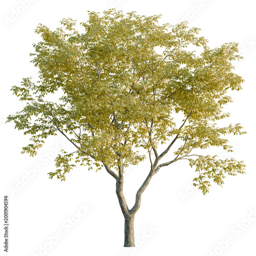 Foto Ulmus changii tree, elevation, front view, cutout, transparent background, isola