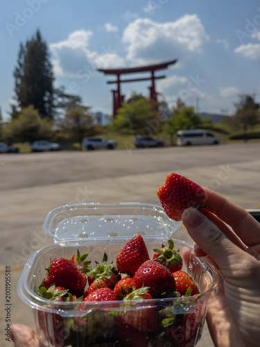 Картината върху платно Freshly picked strawberries held by a hand, with a vibrant red Japanese Torii gate in the blurred background