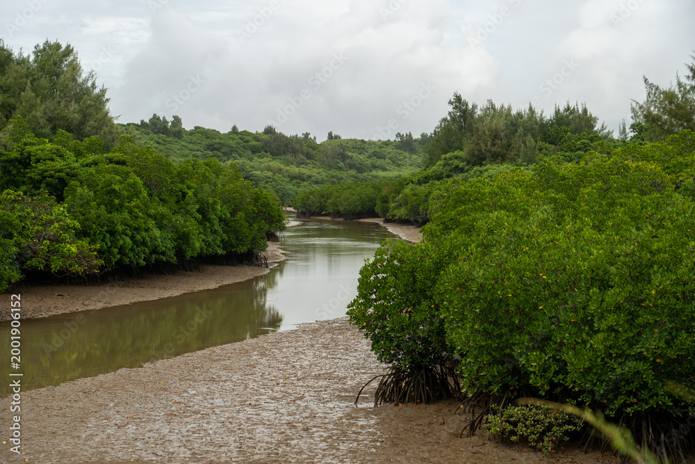 Fototapeta premium 【宮古島】島尻マングローブ林 / 【Miyako Island】Shimajiri Mangrove Forests. 