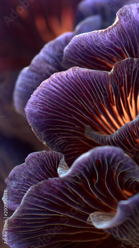Close-up of purple mushrooms with orange gills. Detailed fungal caps and textured undersides in macro view. Natural botany and wildlife illustration for nature education. vertical format