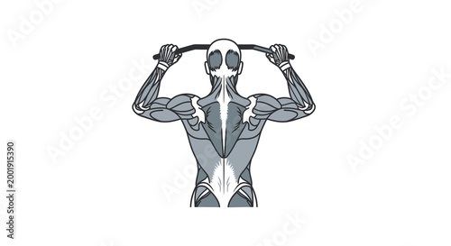 muscular back anatomy diagram with barbell high quality
