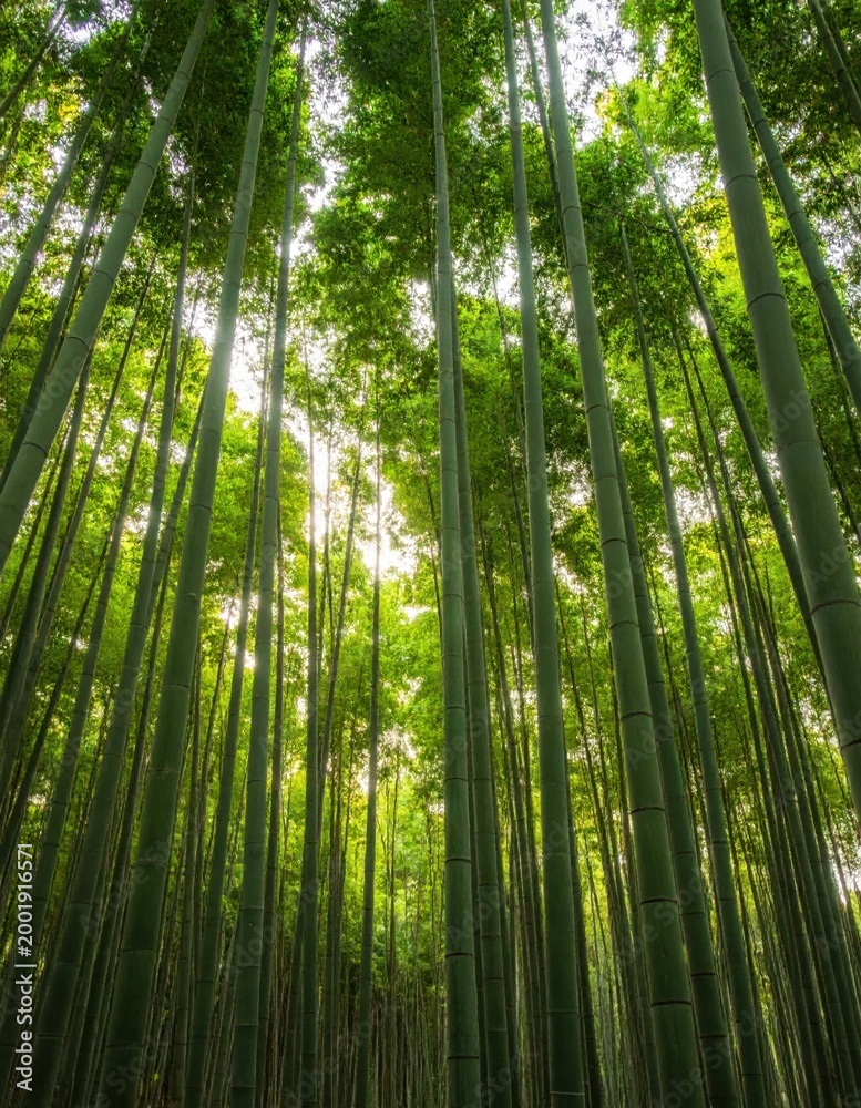 Fototapeta premium Low angle view of dense green bamboo forest canopy, sunlight filtering through tall stems, peaceful zen nature landscape, organic texture background