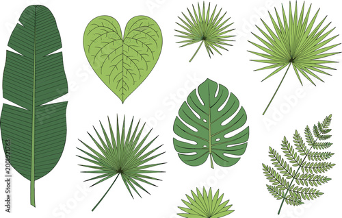 Tropical leaves collection with palm monstera and fern foliage botanical vector illustration set isolated on white background for design