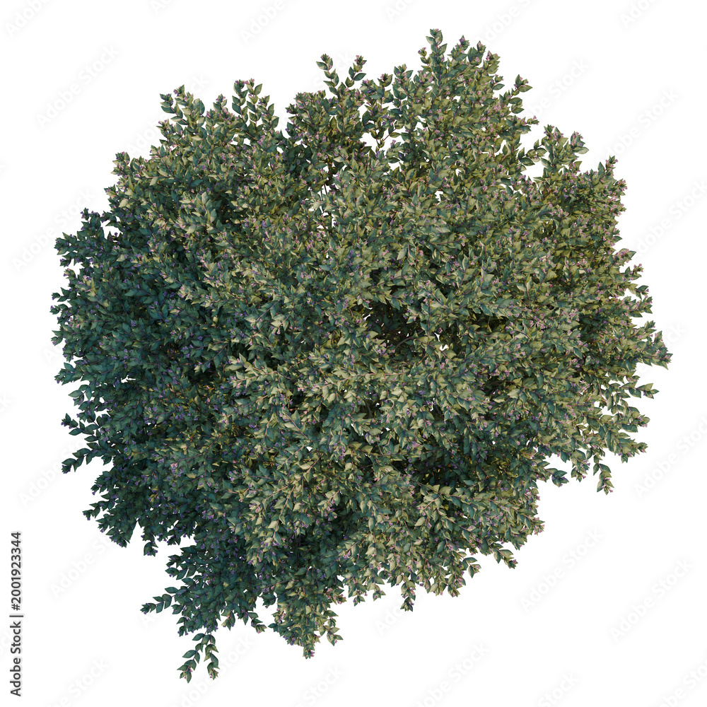 Obraz premium Abelia grandiflora tree plan, top view, cutout, transparent background, isolate, Detailed Close-Up of Lush Green Leaves and Branches, Natural Texture and Depth