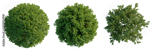 Foto Buxus sempervirens tree plan, top view, cutout, transparent background, isolate,