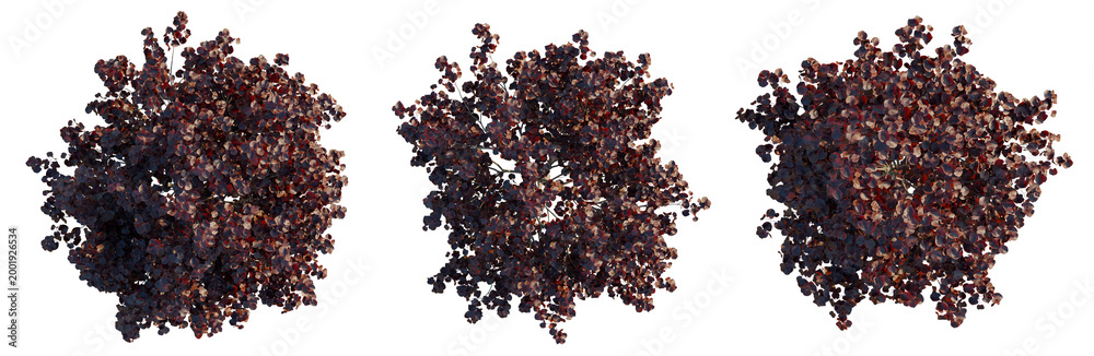 Naklejka premium Cercis canadensis tree plan, top view, cutout, transparent background, isolate, Detailed closeup of a cluster of dark red grapes on the vine with lush green foliage