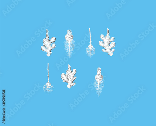 Detailed hand drawn ginger and turmeric root set in vintage engraving style vector illustration isolated on blue background for organic spice design