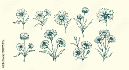 Photos Vintage Hand Drawn Botanical Flower Illustration Set with Cornflowers and Daisie