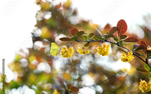 Photos yellow butterfly common brimstone on branch of blossoming Berberis ottawensis superba shrub close up, abstract nature background