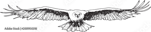 Majestic Bald Eagle Standing Vector Illustration
