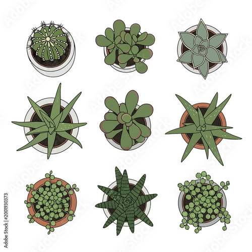 Set of various succulent plants in pots top view