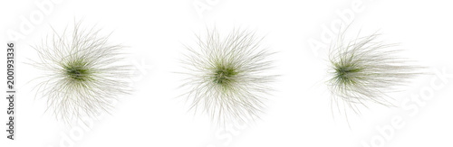 Принти на полотні Stipa tenuissima tree plan, top view, cutout, transparent background, isolate, D