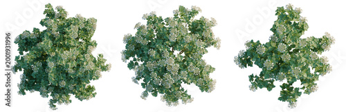 Foto Viburnum opulus tree plan, top view, cutout, transparent background, isolate, Lu