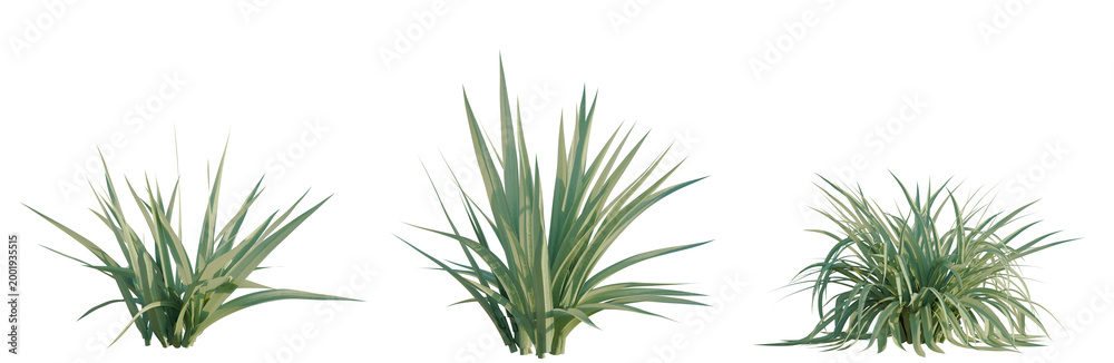 Obraz premium Astelia chathamica tree, elevation, front view, cutout, transparent background, isolate, Elegant Feather Reed Grass Ornamental Plant, Decorative Garden, Natural Landscape, Botanical Illustration