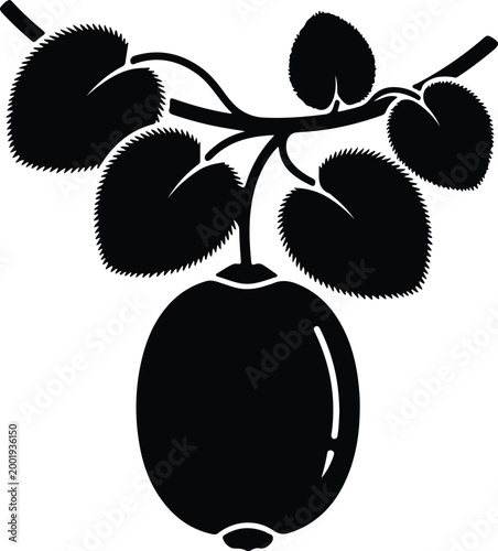 Silhouette vector kiwi fruit hanging on a branch organic design