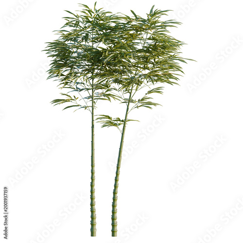 Fotografie Phyllostachys aurea tree, elevation, front view, cutout, transparent background, isolate, Group of green bamboo stalks, natural texture, perfect for background and design elements