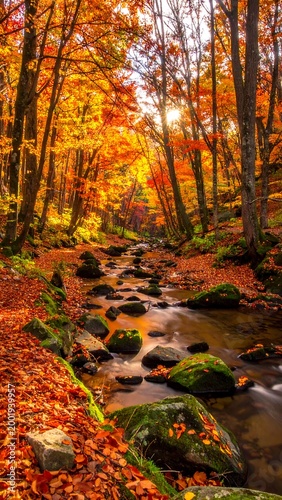 Autumn Stream in Forest.