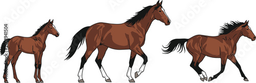 Horse Evolution Illustration Showing Foal, Adult, and Running Horse for Animal Lovers, Equestrian Design, and Wildlife Graphics