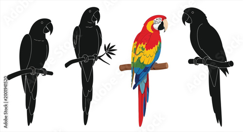Colorful macaw and silhouetted parrots perched on branches