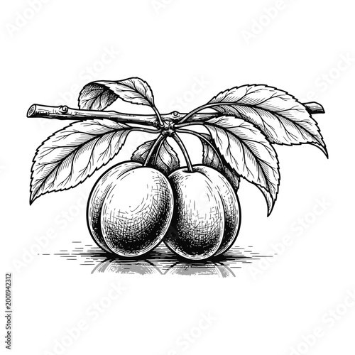 Two plums on a branch with leaves, fresh fruit