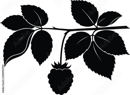 Silhouette vector of a raspberry plant branch with healthy leaves design