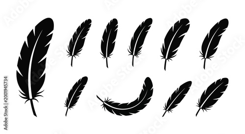 feather silhouettes on white background high quality professional