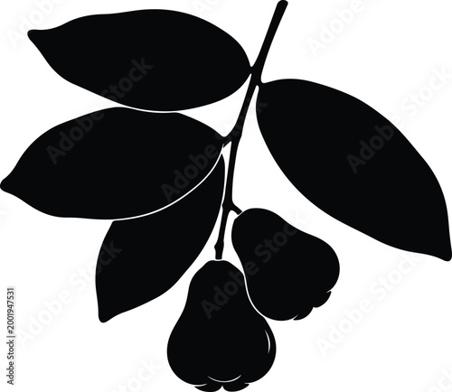 Silhouette vector wax apple branch with fresh green leaves design