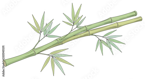 Bamboo plant with green leaves stem.