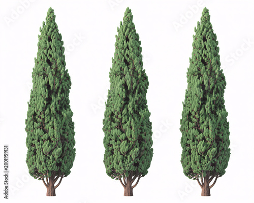 Three tall and slender evergreen trees with conical shapes stand isolated on a plain white background.