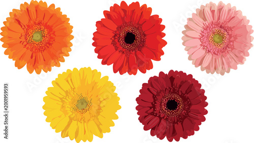 Tableau sur toile Vibrant Gerbera Daisy Flower Collection with Orange Red Yellow and Pink Blooms f