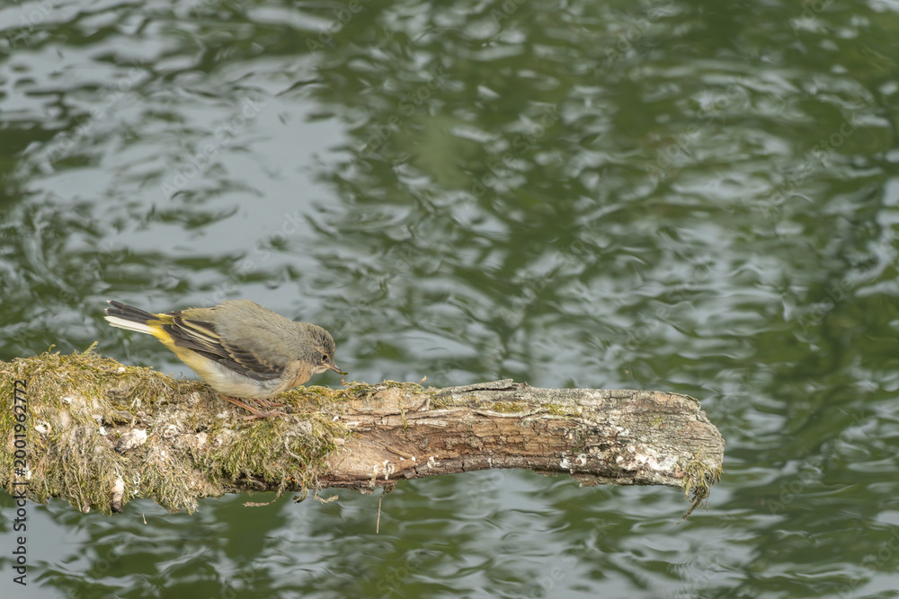 Fototapeta premium Grey wagtail Motacilla Cinerea fledgling perched on a branch over the River Avon Salisbury Wiltshire